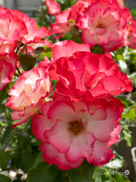 Birthday Girl Rose (English Roses)