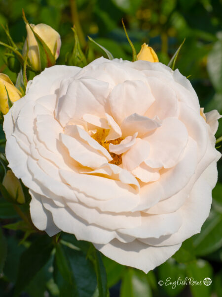 Champagne Moment Rose (English Roses)