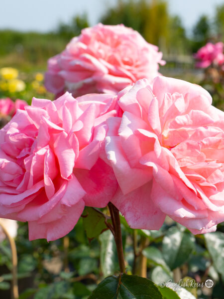 Dancing Queen Rose (English Roses)