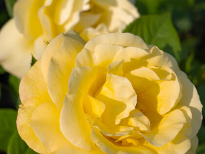 Golden Bouquet Rose - 50th Wedding Anniversary Gift Golden Bouquet Rose - 50th Wedding Anniversary Gift Image