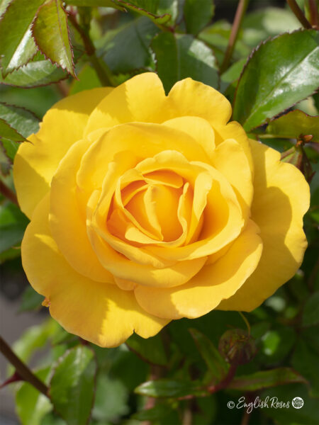Grandma's Rose (English Roses)