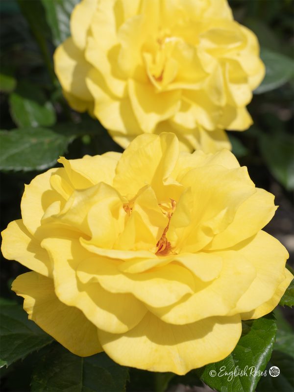 Happy Golden Wedding (Rose)