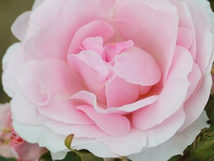 Happy Silver Wedding Rose Image