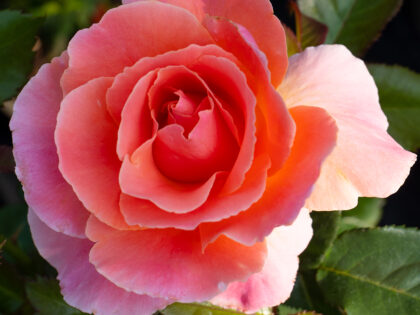 I Am Macmillan Rose - Remembrance Roses Image