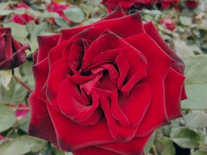 Deep Secret Rose Deep Secret Rose Image