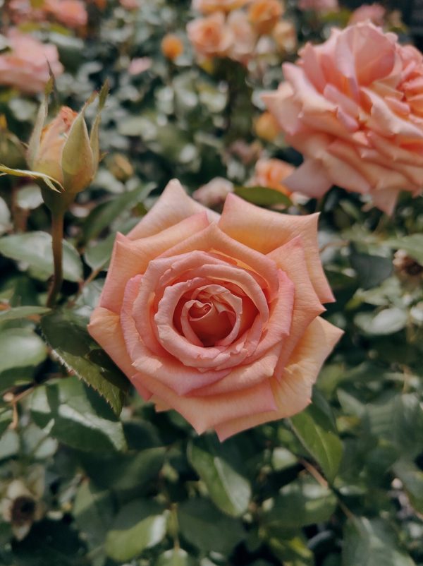 Scentsation Rose