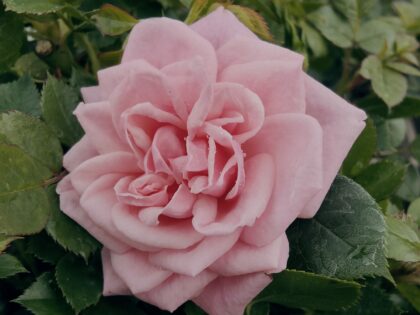 Diamond Wishes Rose Diamond Wishes Rose Image