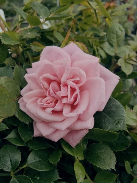 Diamond Wishes Rose