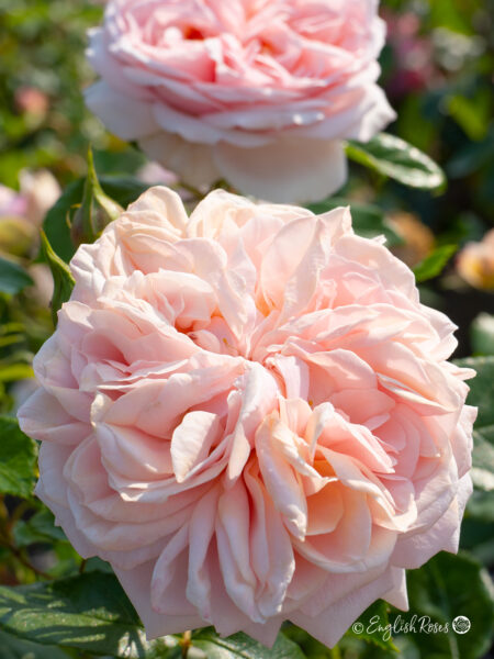 Joie De Vivre Rose (English Roses)