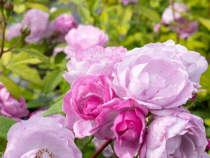 Lilac Bouquet Rose - Mother's Day Gifts For Step Mum Lilac Bouquet Rose - Mother's Day Gifts For Step Mum Image