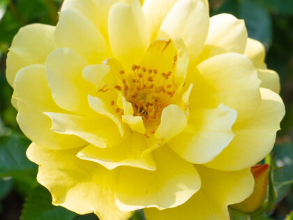 New Arrival Rose Image