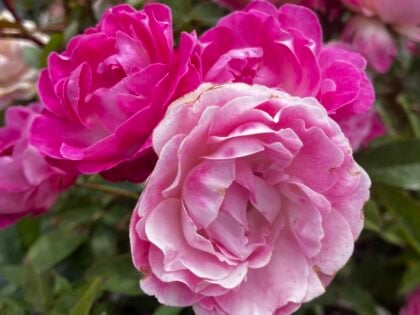 Pearl Anniversary Rose Pearl Anniversary Rose Image