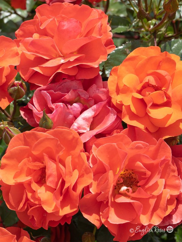 Precious Love Rose (English Roses)