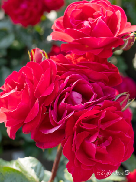 Precious Ruby Rose (English Roses)