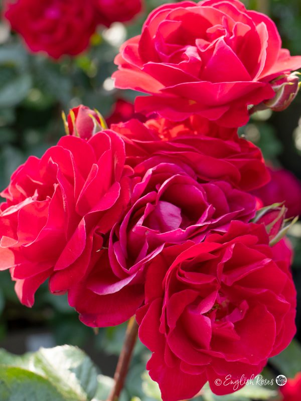 Precious Ruby Rose (English Roses)