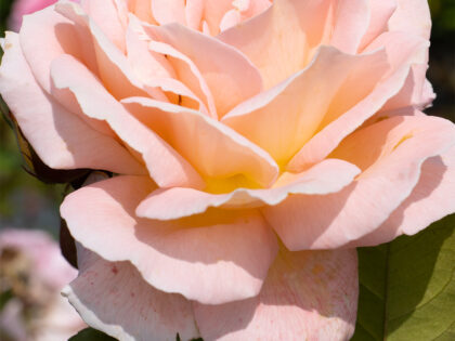 Rosemary Harkness Rose Rosemary Harkness Rose Image