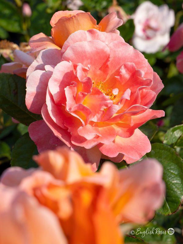 Scent from Heaven Rose (English Roses)