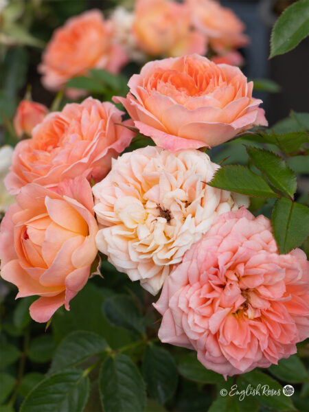 Sweet Dream Rose (English Roses)