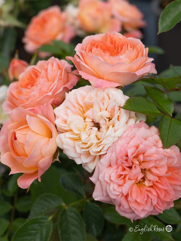 Sweet Dream Rose (English Roses)