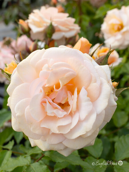 Sweet Honey Rose (English Roses)