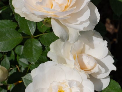 Your Wedding Day Rose Your Wedding Day Rose Image