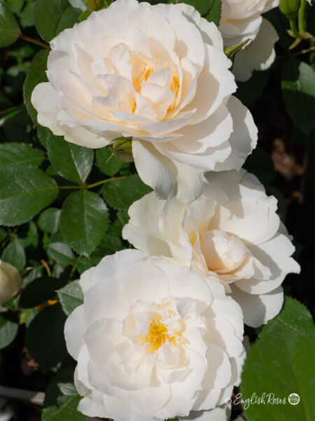 Your Wedding Day Rose (English Roses)