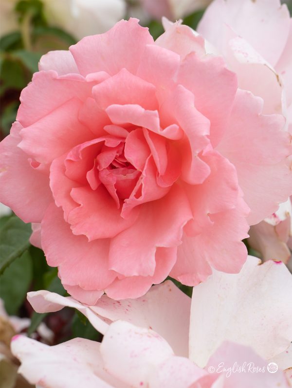 You're Beautiful Rose (English Roses)
