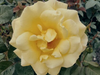 Sweet Remembrance Rose Sweet Remembrance Rose Image