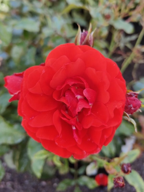 Moment In Time Rose