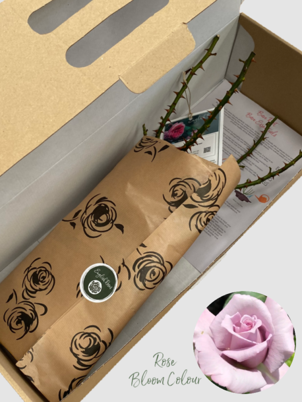 Blue Diamond Rose bare root (1)