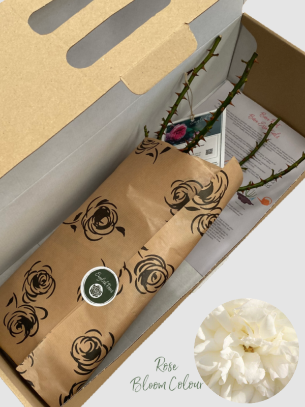Diamond dad bare root rose