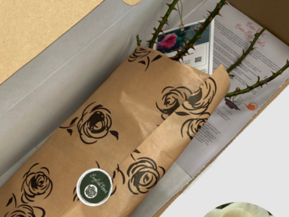 Diamond Days Forever Rose - Bare Root Diamond Days Forever Rose - Bare Root Image
