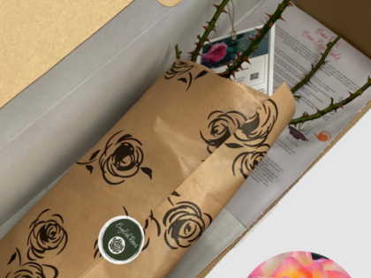 Gorgeous Rose - Bare Root Gorgeous Rose - Bare Root Image