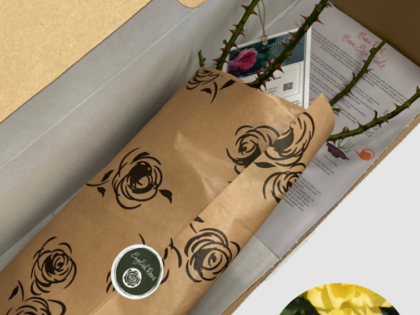 Happy Golden Wedding Rose - Bare Root Happy Golden Wedding Rose - Bare Root Image