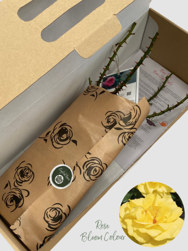 Happy Golden Wedding bare root rose