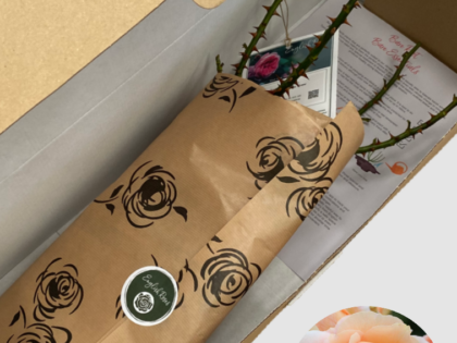 New Beginnings Rose - Bare Root New Beginnings Rose - Bare Root Image