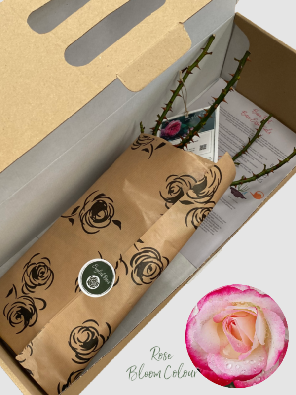 Nostalgia bare root rose