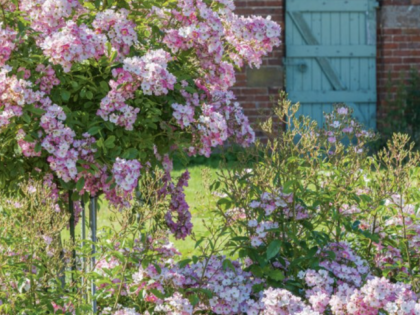 'British Summer Roses' Greetings Card Image