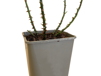 Large 5.5L Container - Planted Bare Root Roses Image