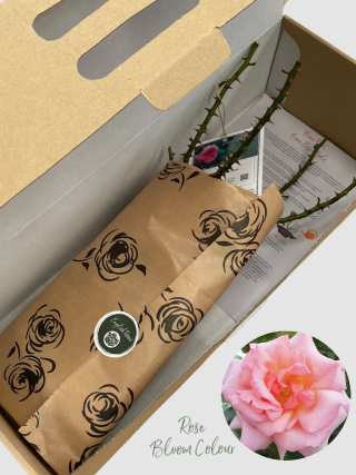 Compassion bare root rose