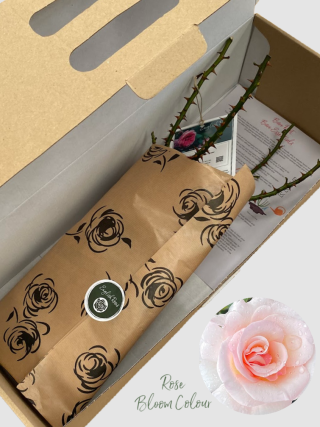 Congratulations bare root rose