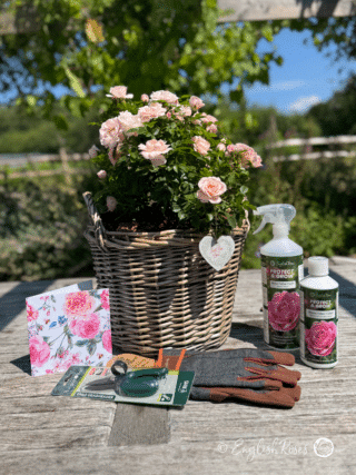 English Roses Gift Wrapped Gift Planted Rose - Pre-planted rose in a large willow basket with lots of gift wrap and accessories
