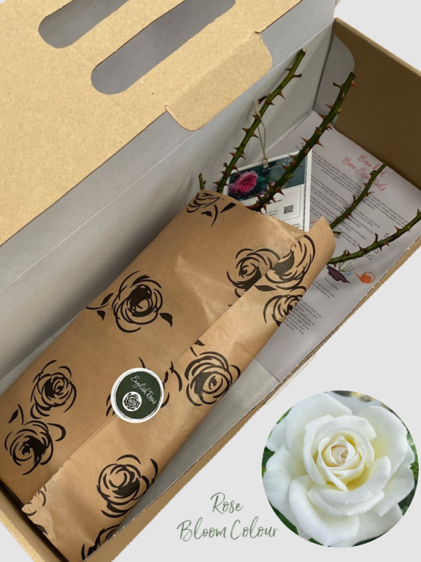 Fab @ 30 bare root rose