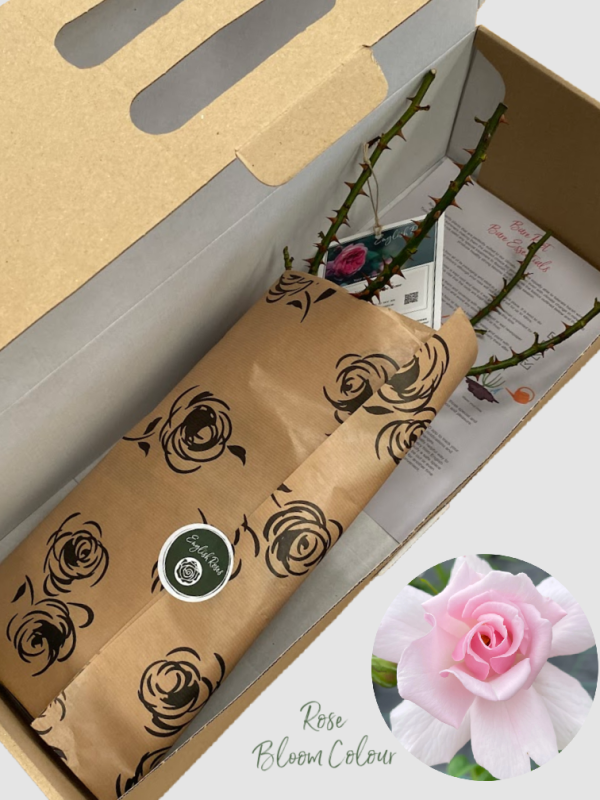 Fab @ 40 bare root rose