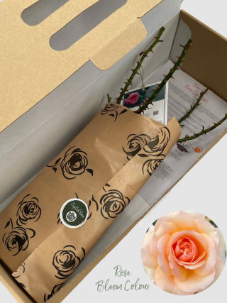 Fab @ 50 bare root rose