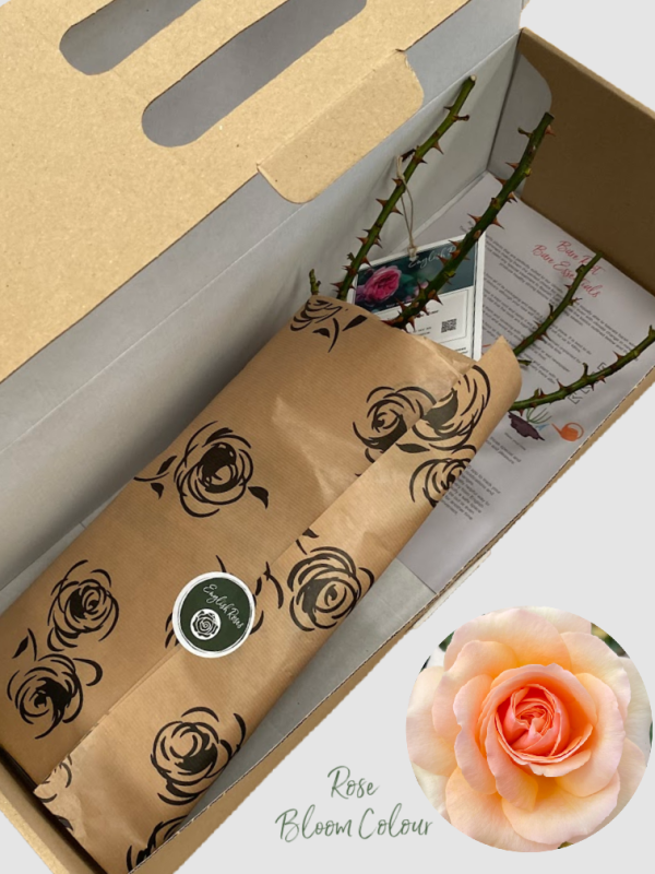 Fab @ 50 bare root rose