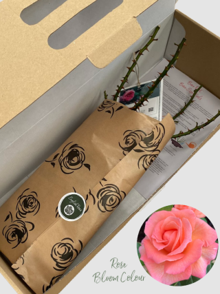Fab @ 80 bare root rose