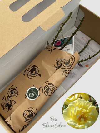 Golden 50th Anniversary bare root rose