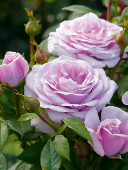 Lady Moon Roses Blue Moon Rose - Beautiful Lilac-Blue Roses from English Roses.