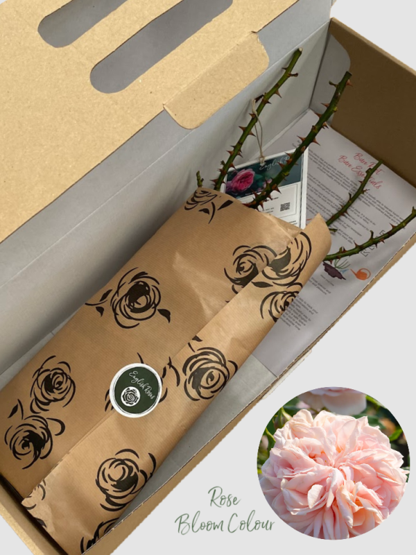 Joie De Vivre bare root rose